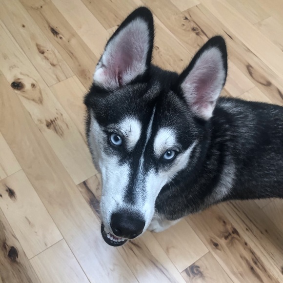 Meet your Posher, Jaime - Picture 1 of 1